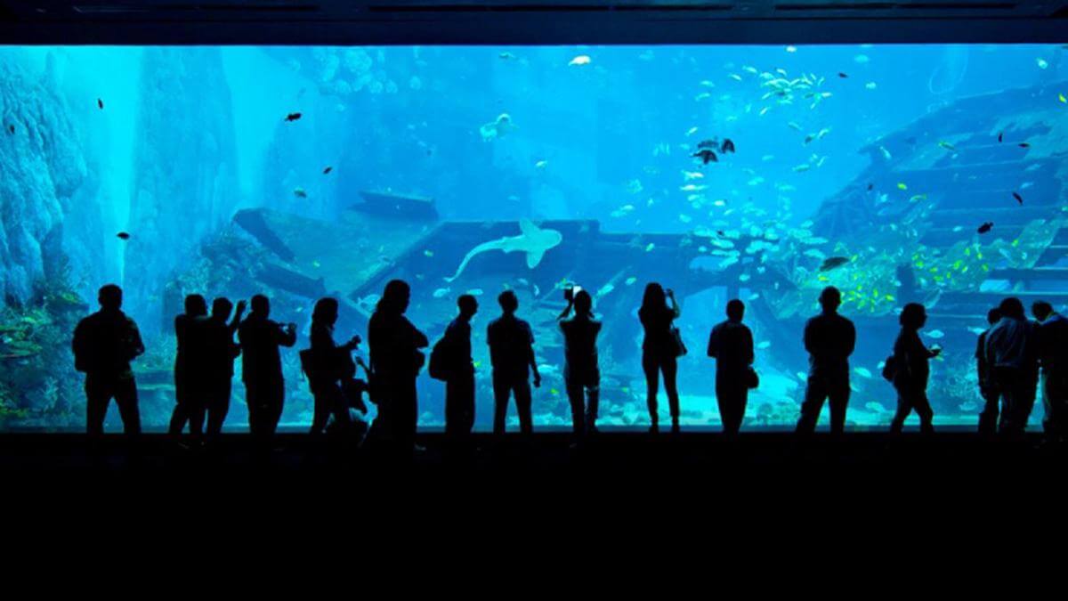 J - Jelly Fish in S.E.A Aquarium