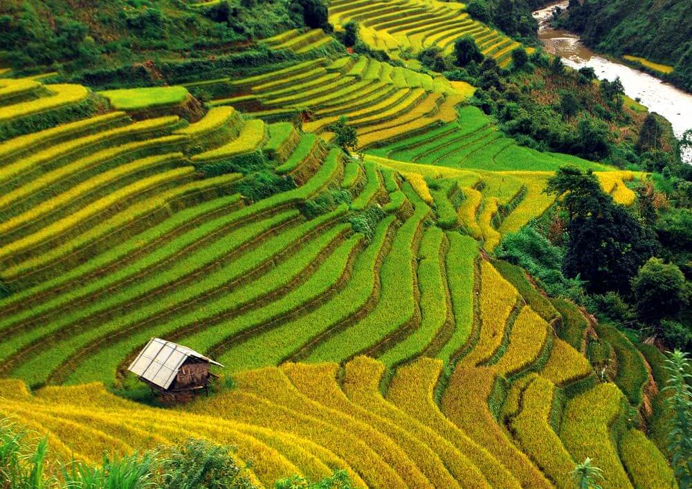 Ruộng bậc thang Sa Pa